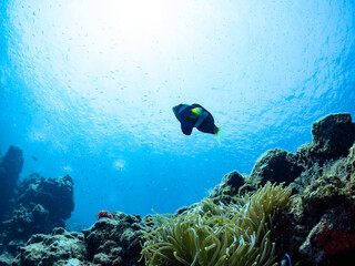 美しいイソギンチャク畑の可愛いクマノミ（クマノミ亜科）のペア他。水面にはスキンダイバーも泳いでいる。

英名、学名：Yellowtail clownfish (Amphiprion clarkii)
静岡県伊豆半島賀茂郡南伊豆町中木ヒリゾ浜-2024年
