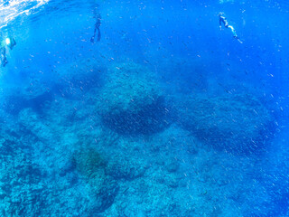 逆光の美しいホウライヒメジ（ヒメジ科）の他群れと水面を泳ぐスキンダイバー。 英名、学名：Whitesaddle goatfish (Parupeneus ciliatus) 美しいキビナゴ（ニシン科）他の大群。 英名、学名：Silver-Stripe Round Herrings (Spratelloides gracilis) 静岡県伊豆半島賀茂郡南伊豆町中木ヒリゾ浜-2024年 