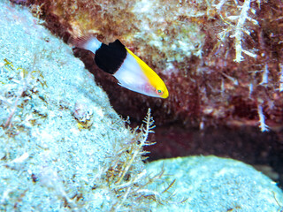 可愛いキツネベラ（ベラ科）の幼魚他。
英名、学名：tarry hogfish, Bodianus...