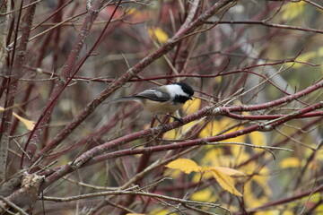 Chickadee In The Tree, Whitemud Park, Edmonton, Alberta