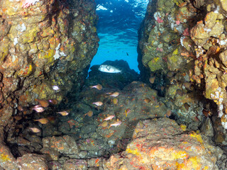 アカヒメジ（ヒメジ科）タカノハダイ（タカノハダイ科）イシガキフグ（ハリセンボン科）ミナミハタンポ（ハタンポ科）他群れ
英名、学名：Yellowfin goatfish,Mulloidichthys vanicolensis
Flag Fish ,Cheilodactylus zonatus
Pacific Burrfish,Chilomycterus reticulatus
中木ヒリゾ浜-2024