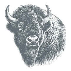 bison vector illustration