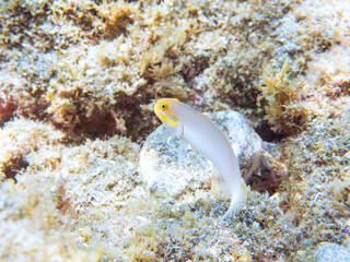 可愛いアカハチハゼ（ハゼ科）他。
英名、学名：Bluebar-cheek gudgeon (Valenciennea strigata) 
静岡県伊豆半島賀茂郡南伊豆町中木ヒリゾ浜-2024年
