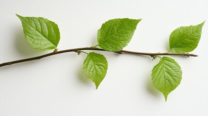 Fototapeta premium Green Branch with Leaves Isolated on White Background