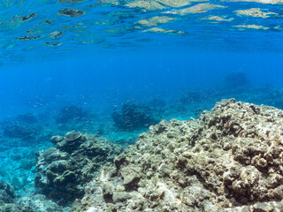 美しいキビナゴ（ニシン科）他の大群。
英名、学名：Silver-Stripe Round Herrings (Spratelloides gracilis)
静岡県伊豆半島賀茂郡南伊豆町中木ヒリゾ浜-2024年
