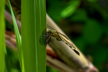 A Slender Skimmer dragonfly (Orthetrum sabina) sitting on a leaf