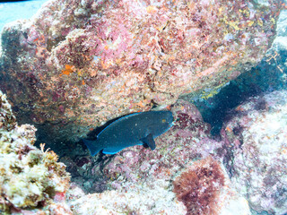 大きく美しいアオブダイ（ブダイ科）。
英名、学名：Knobsnout Parrotfish (Scarus ovifrons)
静岡県伊豆半島賀茂郡南伊豆町中木ヒリゾ浜-2024年
死んだサンゴについた海藻が好物で、サンゴごとばりばりと食べる。
砕かれたサンゴは排泄物として噴出される。写真に写っている白い煙上のものがそう。
これがサンゴ礁の美しい白砂のビーチを構成するメイン物質である。
