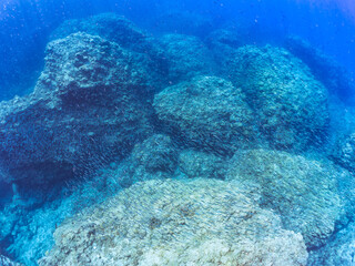 美しいキビナゴ（ニシン科）他の大群。
英名、学名：Silver-Stripe Round Herrings (Spratelloides gracilis)
静岡県伊豆半島賀茂郡南伊豆町中木ヒリゾ浜-2024年
