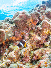 美しいイソギンチャク畑の可愛いクマノミ（クマノミ亜科）の幼魚。
英名、学名：Yellowtail clownfish (Amphiprion clarkii)
静岡県伊豆半島賀茂郡南伊豆町中木ヒリゾ浜-2024年
