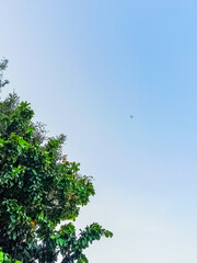 A view of tree's leaves looks good under the blue sky in the afternoon.