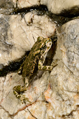 Wechselkröte // European green toad (Bufotes viridis) - Blidinje Natur Park, Bosnien und Herzegowina