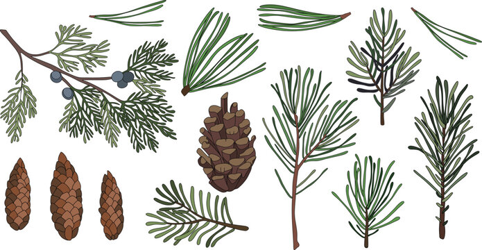 Set of spruce branches. Pine coniferous tree, evergreen close-up. Needles on a fir branch. Isolated on a white background. Vector.