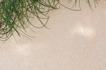 Branches of pine trees on the sandy beach for background