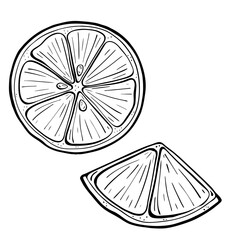 A beautifully rendered illustration featuring fresh lemon slices, handdrawn with care and detail. Vector sketch illustration. 