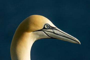 Northern Gannet on breeding rocks of Bempton cliffs, UK