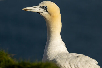 Northern Gannet on breeding rocks of Bempton cliffs, UK