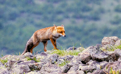 Red fox portrait photography
