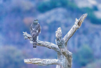Eurasian Sparrowhawk in natural habitat