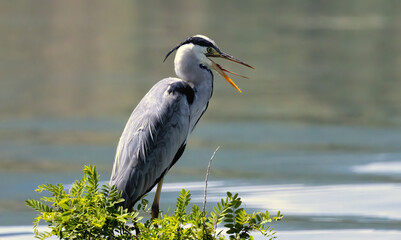 Grey Heron in a natural habitat