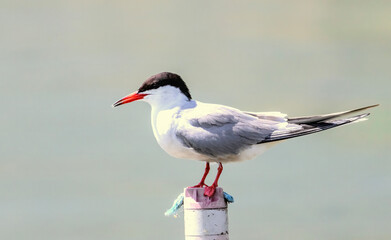 Common Tern (Sterna hirundo) in natural habitat