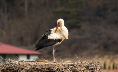 White Stork in nest with nice background