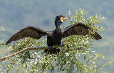 Great Cormorant (Phalacrocorax carbo) in natural habitat