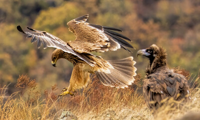Eastern Imperial eagle on feeding station