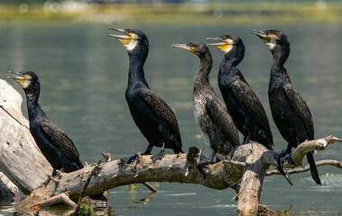 Great Cormorant (Phalacrocorax carbo) in natural habitat