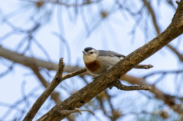 Krupper`s Nuthatch from Middle East in pine forest