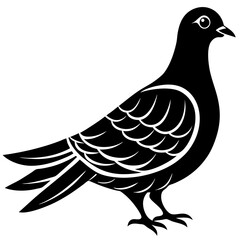 dove isolated on white