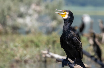 Great Cormorant (Phalacrocorax carbo) in natural habitat