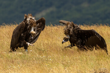 Cinereous vulture sitting on feeding station