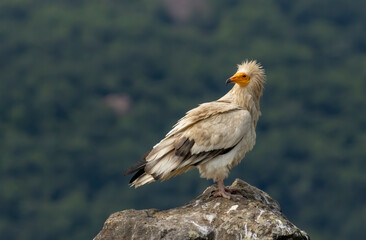 Egyptian vulture in natural habitat in Bulgaria