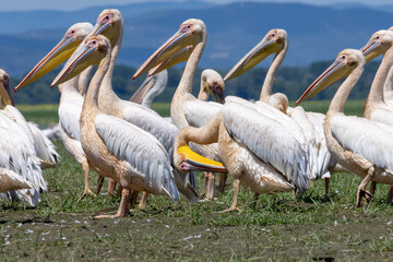 White Pelican of Kerkini Lake
