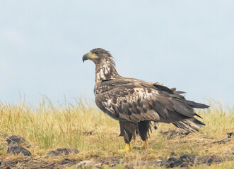 White-tailed Sea eagle sitting on feeding station