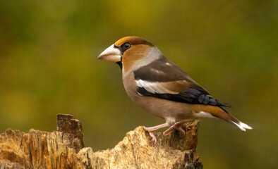 Adult Hawfinch sitting on the edge of water