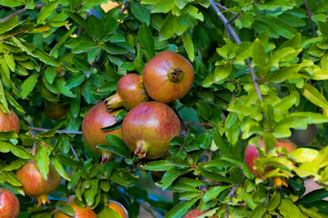 Pomegranate fruits on tree with leaves