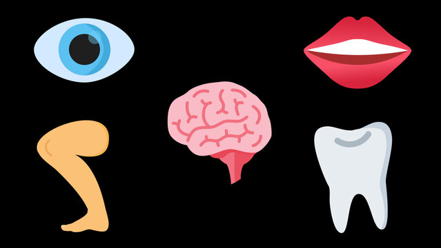 Human Anatomy Icons