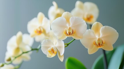 Delicate white orchids bloom.