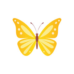 Butterfly Drawing Design Vector realistic isolated beauty butterfly insect icon
