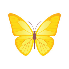 Butterfly Drawing Design Vector realistic isolated beauty butterfly insect icon