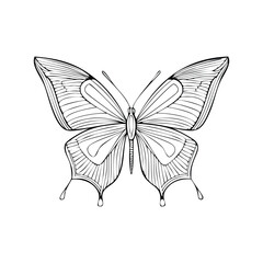 Butterfly Drawing Design Vector realistic isolated beauty butterfly insect icon