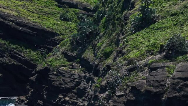 White-tailed tropic birds soaring over Gunner Quoin Island, Mauritius, rocky coastline and lush vegetation, aerial orbit