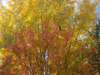 rowan and aspen leaves