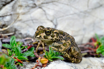 Wechselkröte // European green toad (Bufotes viridis) 
