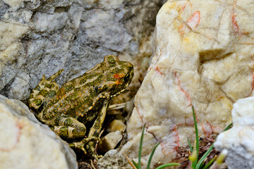 Wechselkröte // European green toad (Bufotes viridis) 