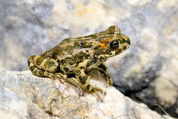 Wechselkröte mit Narben und Nekrosen // European green toad (Bufotes viridis) 