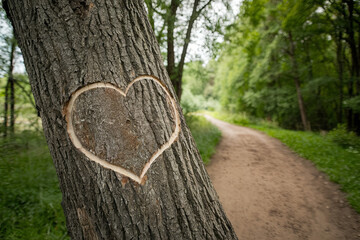 Couple’s initials carved into a tree with a heart around them
