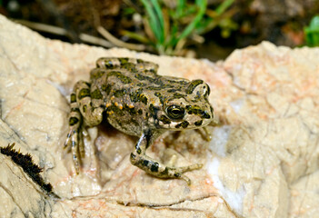 junge Wechselkröte // young European green toad (Bufotes viridis) 