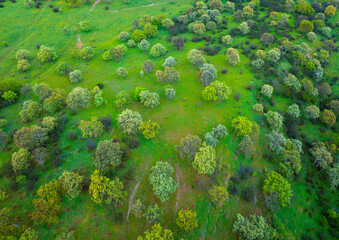 a green area with colorful trees